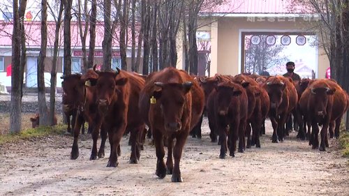 Fig19_Sepho_KCTV-2020-11-26-0001.TS00008_41-image18