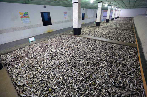 Pickling-Tanks-Rodong-Sinmun-2015-11-25_4-image8